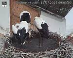 Capi_Dubne_20250718_090503.jpg