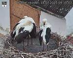 Capi_Dubne_20250718_091003.jpg