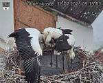 Capi_Dubne_20250718_091503.jpg