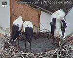 Capi_Dubne_20250718_093003.jpg