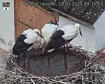 Capi_Dubne_20250718_093503.jpg
