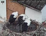Capi_Dubne_20250718_094002.jpg
