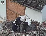 Capi_Dubne_20250718_095004.jpg