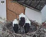 Capi_Dubne_20250718_095503.jpg