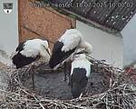 Capi_Dubne_20250718_100002.jpg