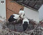 Capi_Dubne_20250718_100502.jpg