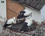Capi_Dubne_20250718_101003.jpg
