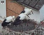 Capi_Dubne_20250718_101503.jpg