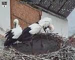 Capi_Dubne_20250718_102002.jpg
