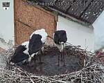 Capi_Dubne_20250718_103003.jpg