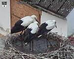 Capi_Dubne_20250718_103503.jpg