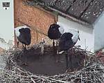 Capi_Dubne_20250718_104003.jpg
