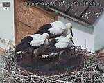 Capi_Dubne_20250718_104502.jpg