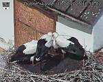 Capi_Dubne_20250718_105002.jpg