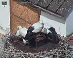 Capi_Dubne_20250718_105502.jpg