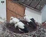 Capi_Dubne_20250718_110503.jpg