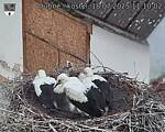 Capi_Dubne_20250718_111002.jpg