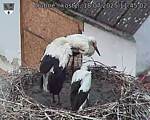 Capi_Dubne_20250718_114502.jpg
