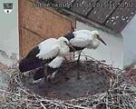 Capi_Dubne_20250718_115002.jpg
