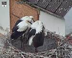Capi_Dubne_20250718_120003.jpg
