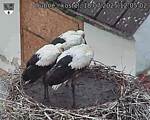 Capi_Dubne_20250718_120502.jpg