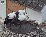 Capi_Dubne_20250718_121003.jpg