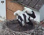 Capi_Dubne_20250718_121503.jpg
