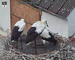 Capi_Dubne_20250718_122503.jpg