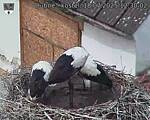 Capi_Dubne_20250718_123002.jpg