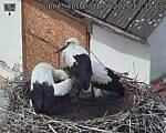 Capi_Dubne_20250718_123503.jpg