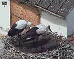 Capi_Dubne_20250718_125003.jpg