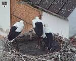 Capi_Dubne_20250718_125503.jpg