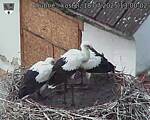 Capi_Dubne_20250718_130002.jpg