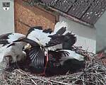Capi_Dubne_20250718_130503.jpg