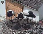 Capi_Dubne_20250718_131004.jpg