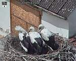 Capi_Dubne_20250718_132502.jpg
