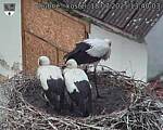 Capi_Dubne_20250718_134003.jpg