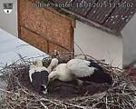 Capi_Dubne_20250718_135002.jpg