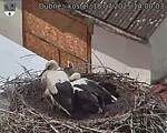 Capi_Dubne_20250718_140003.jpg