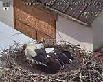 Capi_Dubne_20250718_140503.jpg