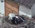 Capi_Dubne_20250718_141003.jpg