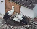 Capi_Dubne_20250718_141502.jpg