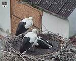 Capi_Dubne_20250718_143002.jpg