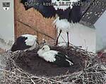 Capi_Dubne_20250718_143503.jpg