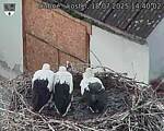 Capi_Dubne_20250718_144002.jpg