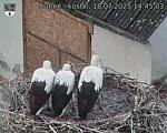 Capi_Dubne_20250718_144503.jpg