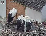 Capi_Dubne_20250718_145002.jpg