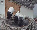 Capi_Dubne_20250718_145503.jpg