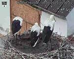 Capi_Dubne_20250718_150002.jpg