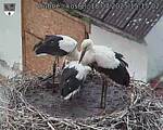 Capi_Dubne_20250718_151502.jpg